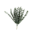 Eukalyptus, svazek 12 ks