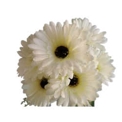Gerbera kytice bílá 31 cm