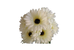 Gerbera kytice bílá 31 cm