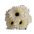 Gerbera kyt., 6 barev