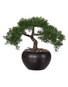 Bonsai