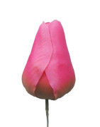 Tulipán vazbový