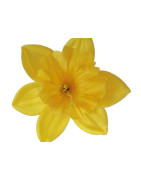 Narcis vazbový