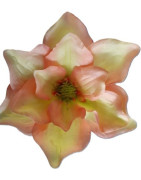 Magnolie vazbová